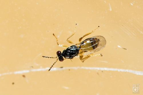 Réf. 269 136 : Euplectrus sp.